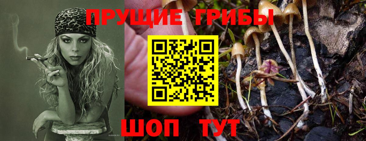 хочу наркоту  Галлюциногенные грибы GOLDEN TEACHER  Вход с VPN  Нижний Тагил 